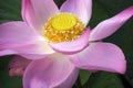 Pink Lotus waterlily in water plant in a pond Royalty Free Stock Photo