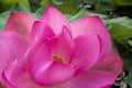 Pink Lotus waterlily in water plant in a pond Royalty Free Stock Photo