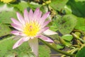 Lotus with yellow pollen on green leaf background. Blossom white water Lilly on nature background