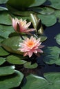 Pink lotus3, in sunshine Royalty Free Stock Photo