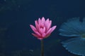 Pink lotuses bloom on an ornamental pond in the garden. Lotus flower or pink water Lily lat. Floral natural background. Bright Royalty Free Stock Photo