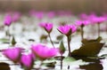 Pink lotuses blooming in marshland. Hong Kong.