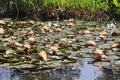 Pink Lotuses