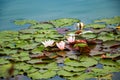 Pink lotuses in clear water. Beautiful water lilies in the pond. Asian flower - a symbol of relaxation