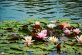 Pink lotuses in clear water. Beautiful water lilies in the pond. Asian flower - a symbol of relaxation