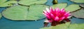 Pink lotuses in clear water. Beautiful water lilies in the pond. Asian flower - a symbol of relaxation