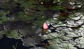 Pink lotuses flowers in the garden