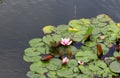 Pink lotuses flowers in the garden