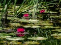Pink lotuses growing in a pond