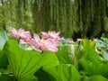 Pink Lotuses grown in the lake in their full bloom
