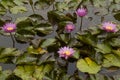 Pink Lotuses In Lagoon Royalty Free Stock Photo