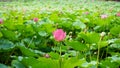 A pink lotus flower is blooming in pomd in summer Royalty Free Stock Photo