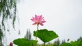 A pink lotus flower is higher than others in pomd in summer Royalty Free Stock Photo