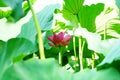 A pink lotusflower is circled by some leaves in pomd in summer Royalty Free Stock Photo