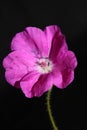 Pink lower blossom close up background botanical modern high quality big size print geranium sanguineum family geraniaceae Royalty Free Stock Photo