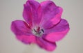 Pink lower blossom close up background botanical modern high quality big size print geranium sanguineum family geraniaceae Royalty Free Stock Photo