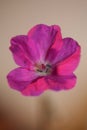 Pink lower blossom close up background botanical modern high quality big size print geranium sanguineum family geraniaceae Royalty Free Stock Photo