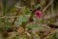 Pink lungwort flower macro closeup Royalty Free Stock Photo