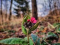 Pink Lungwort Royalty Free Stock Photo