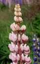 Pink lupin flower Royalty Free Stock Photo