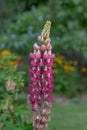 Pink lupin flower Royalty Free Stock Photo