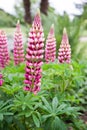 Pink lupin flower close up Royalty Free Stock Photo