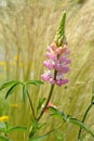 Pink lupin flower Royalty Free Stock Photo