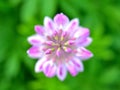 Pink Lupin flower Royalty Free Stock Photo