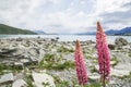 Pink lupin flower at lake side in Tekapo lake in New Zealand Royalty Free Stock Photo