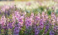 Pink lupin flower Royalty Free Stock Photo