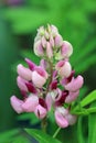 Pink lupin flower spike in close up Royalty Free Stock Photo