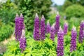 Pink lupin flowers Royalty Free Stock Photo
