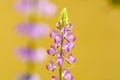 Pink lupin flowers, lupinus plants growing in an Jerusalem garden in spring, Israel. Lupinus flowers on a yellow background Royalty Free Stock Photo