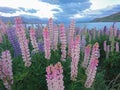 Pink lupin on the park at Tekapo lake, New Zealand Royalty Free Stock Photo