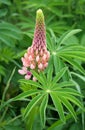 Pink lupine Royalty Free Stock Photo