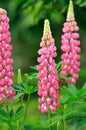 Pink Lupine Royalty Free Stock Photo