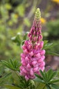 Pink Lupine Royalty Free Stock Photo