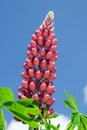 Pink Lupine Royalty Free Stock Photo