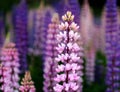 Pink lupine