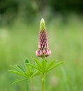 Pink lupine flower blooming isolated on green nature background Royalty Free Stock Photo