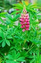 Pink Lupine flower (Lupinus polyphyllus) Royalty Free Stock Photo