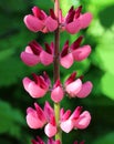 Pink lupine flower macro