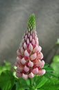 Pink lupine flower photo Royalty Free Stock Photo
