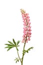 Pink Lupine Flower On White Royalty Free Stock Photo