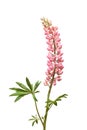 Pink Lupine Flower On White