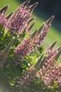 Pink lupine flowers