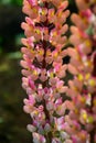 Pink lupine flowers bloom in a rural field. Royalty Free Stock Photo