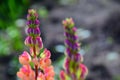 Pink lupine flowers bloom in a rural field. Royalty Free Stock Photo