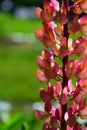 Pink lupine flowers bloom in a rural field. Royalty Free Stock Photo