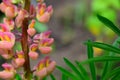 Pink lupine flowers bloom in a rural field. Royalty Free Stock Photo